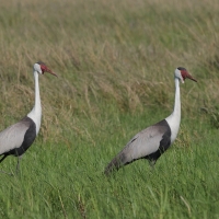 Żuraw koralowy - Grus carunculata - Wattled Crane