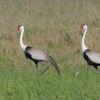 Żuraw koralowy - Grus carunculata - Wattled Crane
