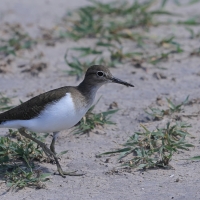 Brodziec piskliwy - Actitis hypoleucos - Common Sandpiper