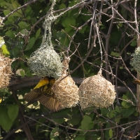 Wikłacz zmienny - Ploceus cucullatus - Village Weaver