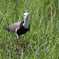 Czajka białolica - Vanellus crassirostris - Long-toed Lapwing