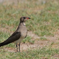 Żwirowiec łąkowy - Glareola pratincola - Collared Pratincole