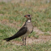 Żwirowiec łąkowy - Glareola pratincola - Collared Pratincole