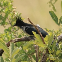 Kukułka żałobna - Clamator levaillantii - Levaillant's Cuckoo