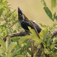 Kukułka żałobna - Clamator levaillantii - Levaillant's Cuckoo