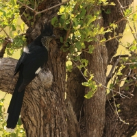 Kukułka żałobna - Clamator levaillantii - Levaillant's Cuckoo