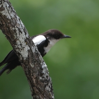 Smolarek białołbisty - Myrmecocichla arnotti - Arnot's chat