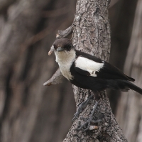 Smolarek białołbisty - Myrmecocichla arnotti - Arnot's chat