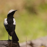 Smolarek białołbisty - Myrmecocichla arnotti - Arnot's chat