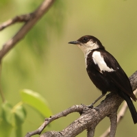 Smolarek białołbisty - Myrmecocichla arnotti - Arnot's chat