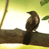 Tymal kroplisty - Turdoides jardineii - Arrow-marked Babbler