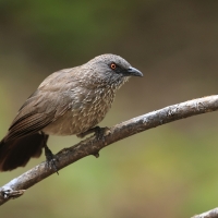 Tymal kroplisty - Turdoides jardineii - Arrow-marked Babbler