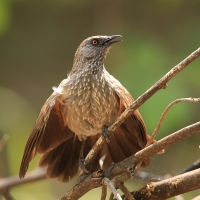 Tymal kroplisty - Turdoides jardineii - Arrow-marked Babbler