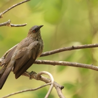 Tymal kroplisty - Turdoides jardineii - Arrow-marked Babbler