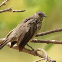 Tymal kroplisty - Turdoides jardineii - Arrow-marked Babbler