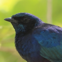 Błyszczak krępy - Lamprotornis australis - Burchell's Starling