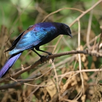 Błyszczak krępy - Lamprotornis australis - Burchell's Starling