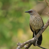 Tymal kroplisty - Turdoides jardineii - Arrow-marked Babbler