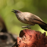 Tymal kroplisty - Turdoides jardineii - Arrow-marked Babbler