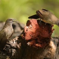 Tymal kroplisty - Turdoides jardineii - Arrow-marked Babbler