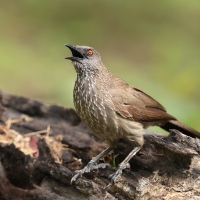 Tymal kroplisty - Turdoides jardineii - Arrow-marked Babbler