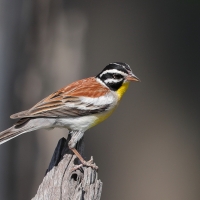 Trznadel złotobrzuchy - Emberiza flaviventris - Golden-breasted Bunting