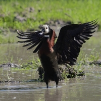 Drzewica białolica - Sarkidiornis melanotos - White-faced Whistling Duck