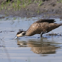 Srebrzanka hotentocka - Anas hottentota - Hottentot Teal