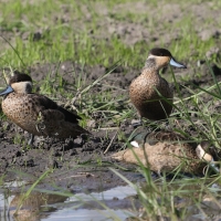Srebrzanka hotentocka - Anas hottentota - Hottentot Teal