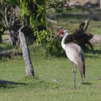 Żuraw koralowy - Grus carunculata - Wattled Crane