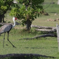Żuraw koralowy - Grus carunculata - Wattled Crane