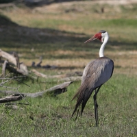 Żuraw koralowy - Grus carunculata - Wattled Crane