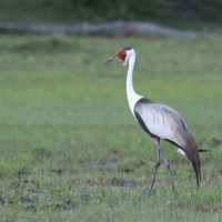 Żuraw koralowy - Grus carunculata - Wattled Crane