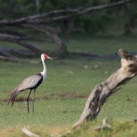 Żuraw koralowy - Grus carunculata - Wattled Crane