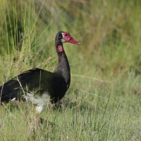 Gęsiec - Plectropterus gambensis - Spur-winged Goose