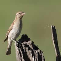 Wróbel białobrewy - Gymnoris superciliaris - Yellow-throated Petronia