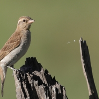 Wróbel białobrewy - Gymnoris superciliaris - Yellow-throated Petronia