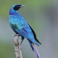 Błyszczak krępy - Lamprotornis australis - Burchell's Starling