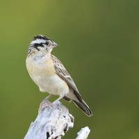 Wdówka rajska - Vidua paradisaea - Eastern Paradise Whydah