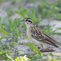 Wdówka rajska - Vidua paradisaea - Eastern Paradise Whydah