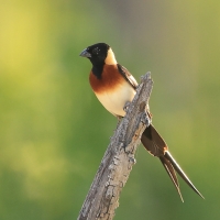 Wdówka rajska - Vidua paradisaea - Eastern Paradise Whydah