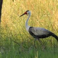 Żuraw koralowy - Grus carunculata - Wattled Crane