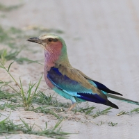 Kraska liliowopierśna - Coracias caudatus - Lilac-breasted Roller