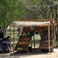 Maun