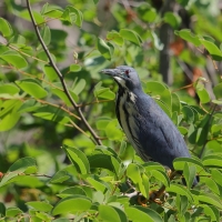 Bączek ciemny - Ixobrychus sturmii - Dwarf Bittern