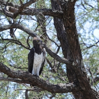 Wojownik zbrojny - Polemaetus bellicosus - Martial Eagle