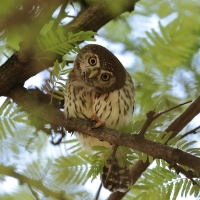 Sóweczka sawannowa - Glaucidium perlatum - Pearl-spotted Owlet