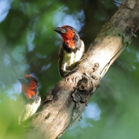 Wąsal obrożny - Lybius torquatus - Black-collared Barbet