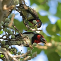 Wąsal obrożny - Lybius torquatus - Black-collared Barbet