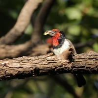 Wąsal obrożny - Lybius torquatus - Black-collared Barbet